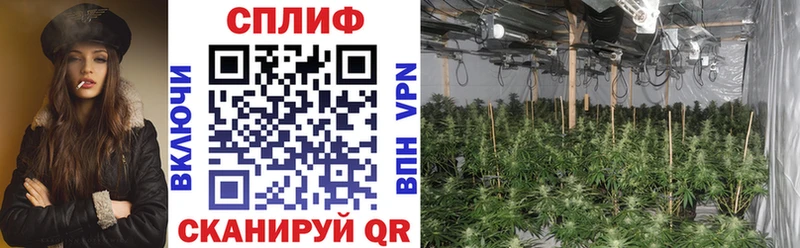 Купить  Покачи  Каннабис план 